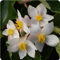 Dragon Wing White Begonia