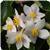 Dragon Wing White Begonia