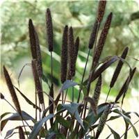Jester Ornamental Millet