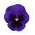 Matrix™ Blue Blotch Pansy