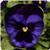Matrix™ Denim Pansy