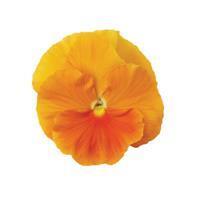 Matrix™ Orange Pansy