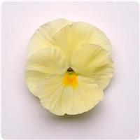 Matrix™ Primrose Pansy