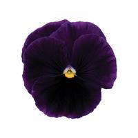 Matrix™ Purple Pansy