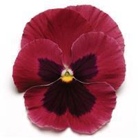 Matrix™ Rose Blotch Pansy