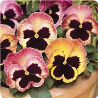 Matrix™ Sunrise Pansy