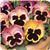 Matrix™ Sunrise Pansy