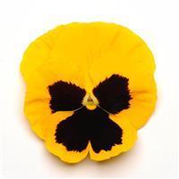 Matrix™ Yellow Blotch Pansy
