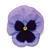 Matrix™ Ocean Pansy