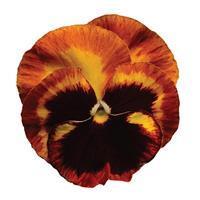Matrix™ Solar Flare Pansy