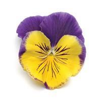 Matrix™ Morpheus Pansy