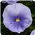 Matrix™ Light Blue Pansy