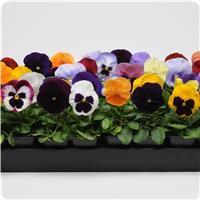 Matrix™ Mixture Pansy