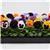 Matrix™ Mixture Pansy