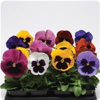 Matrix™ Blotch Mixture Pansy