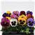 Matrix™ Blotch Mixture Pansy