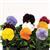 Matrix™ Clear Mixture Pansy