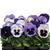 Matrix™ Ocean Breeze Mixture Pansy