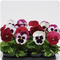 Matrix™ Raspberry Sundae Mixture Pansy