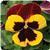 Matrix™ Red Wing Pansy