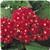 Butterfly Red Pentas
