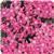 Butterfly Deep Pink Pentas