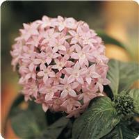 Butterfly Light Lavender Pentas