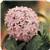Butterfly Light Lavender Pentas