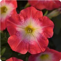 Madness™ Red Morn Petunia