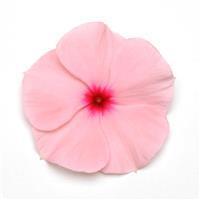 Titan Apricot Vinca