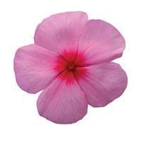 Titan Blush Vinca