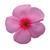 Titan Blush Vinca