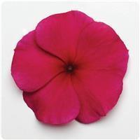 Titan Burgundy Vinca