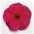 Titan Burgundy Vinca
