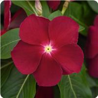Titan Cranberry Vinca