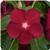 Titan Cranberry Vinca