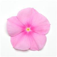 Titan Icy Pink Vinca