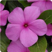 Titan Lilac Vinca