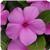 Titan Lilac Vinca