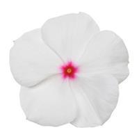 Titan Polka Dot Vinca