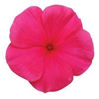 Titan Punch Vinca
