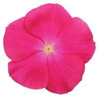 Titan Rose Vinca
