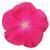 Titan Rose Vinca