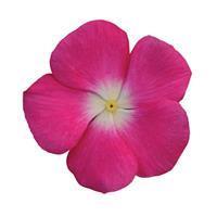 Titan Rose Halo Vinca