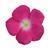 Titan Rose Halo Vinca