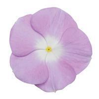 Titan Lavender Blue Halo Vinca