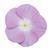 Titan Lavender Blue Halo Vinca