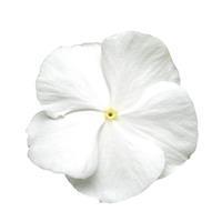 Titan Pure White Vinca