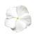 Titan Pure White Vinca