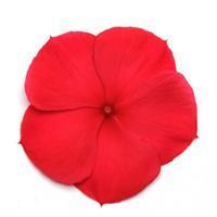 Titan Dark Red Vinca